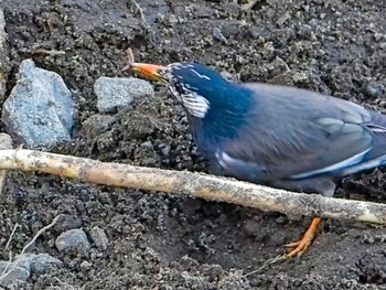 White-cheeked Starling 恩田川 Tue, 2/16/2021