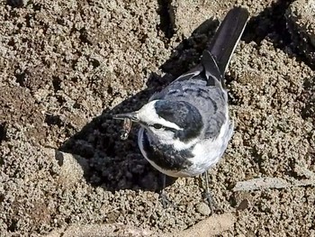 White Wagtail 恩田川 Tue, 2/16/2021