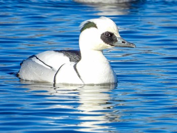 Smew Shin-yokohama Park Tue, 2/16/2021