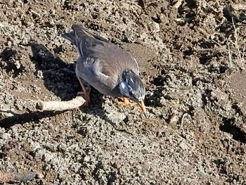 White-cheeked Starling 恩田川 Tue, 2/16/2021