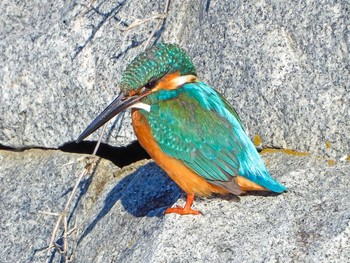 Common Kingfisher Shin-yokohama Park Tue, 2/16/2021