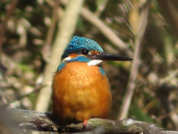 Common Kingfisher 神奈川県自然環境保全センター Fri, 2/19/2021