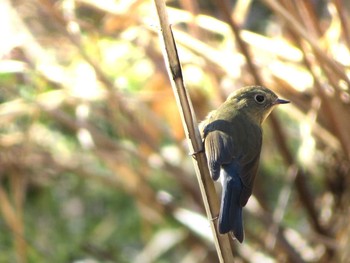 Red-flanked Bluetail 神奈川県自然環境保全センター Fri, 2/19/2021