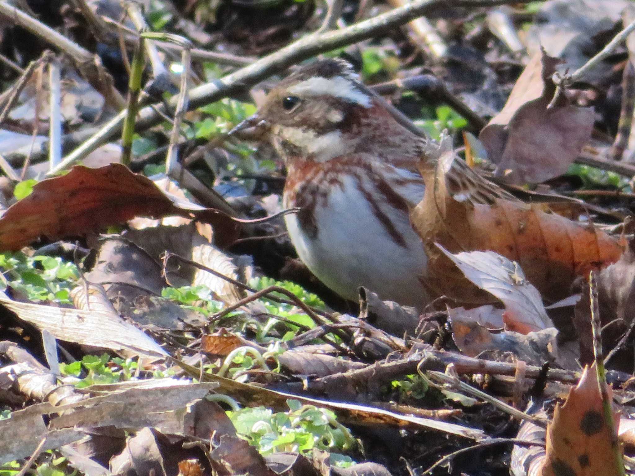 Photo of Rustic Bunting at 神奈川県自然環境保全センター by もー