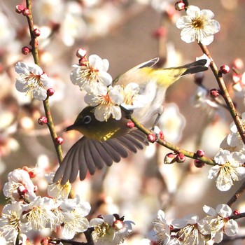 2021年2月20日(土) 生田緑地の野鳥観察記録