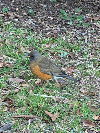 Sat, 2/20/2021 Birding report at Yoyogi Park