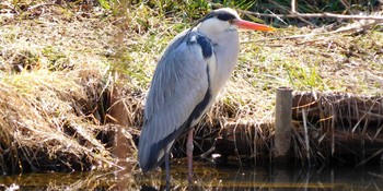Fri, 2/19/2021 Birding report at 赤羽自然観察公園