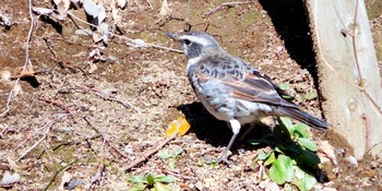 Dusky Thrush 清水坂公園 Fri, 2/19/2021