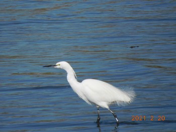 2021年2月20日(土) 屏風ｶﾞ浦の野鳥観察記録