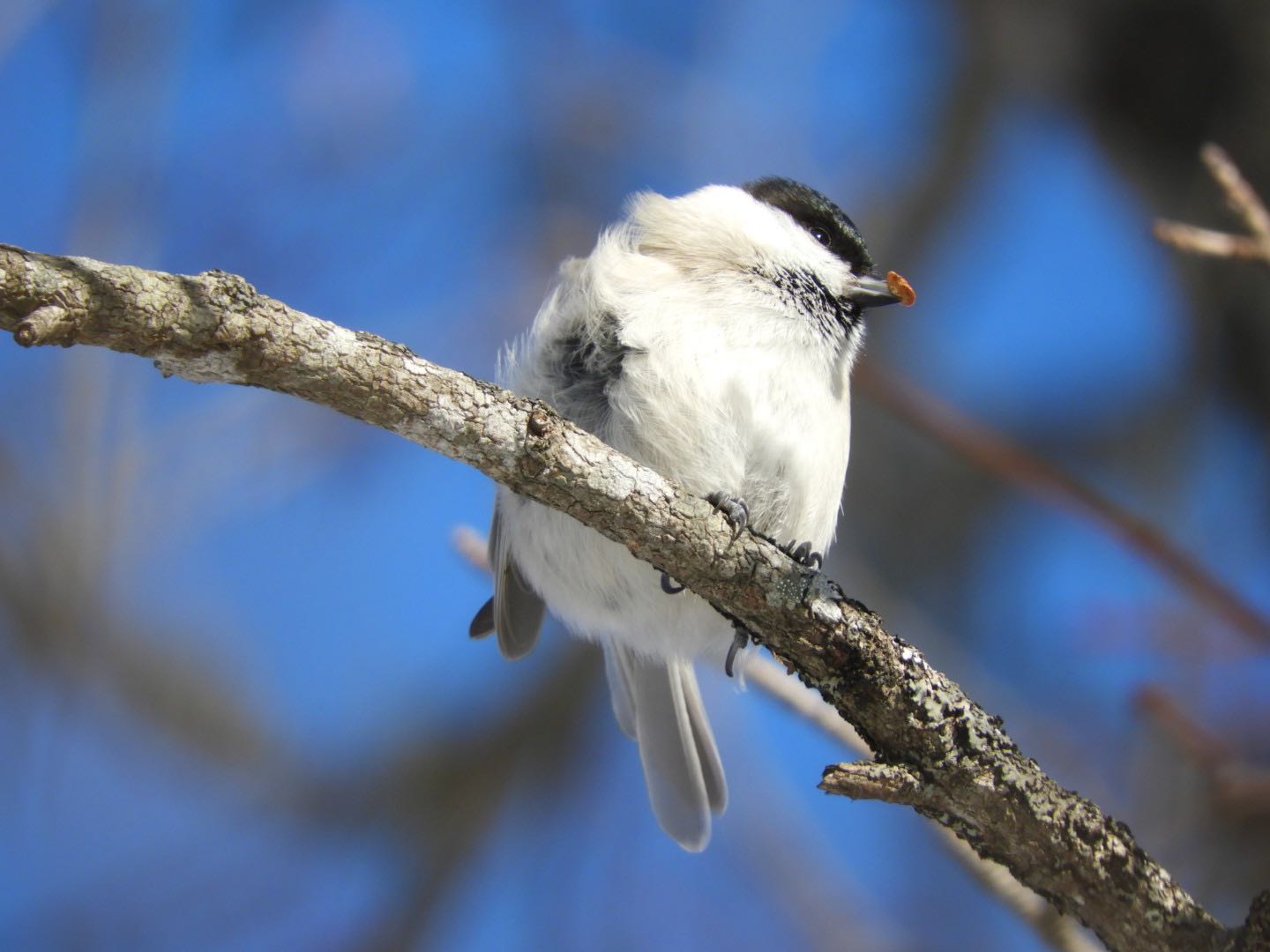 根室市春国岱原生野鳥公園ネイチャーセンター コガラの写真