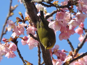 Warbling White-eye 引地川親水地公園 Sat, 2/20/2021