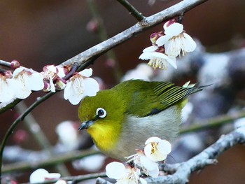 メジロ 嵐山町 2021年2月20日(土)