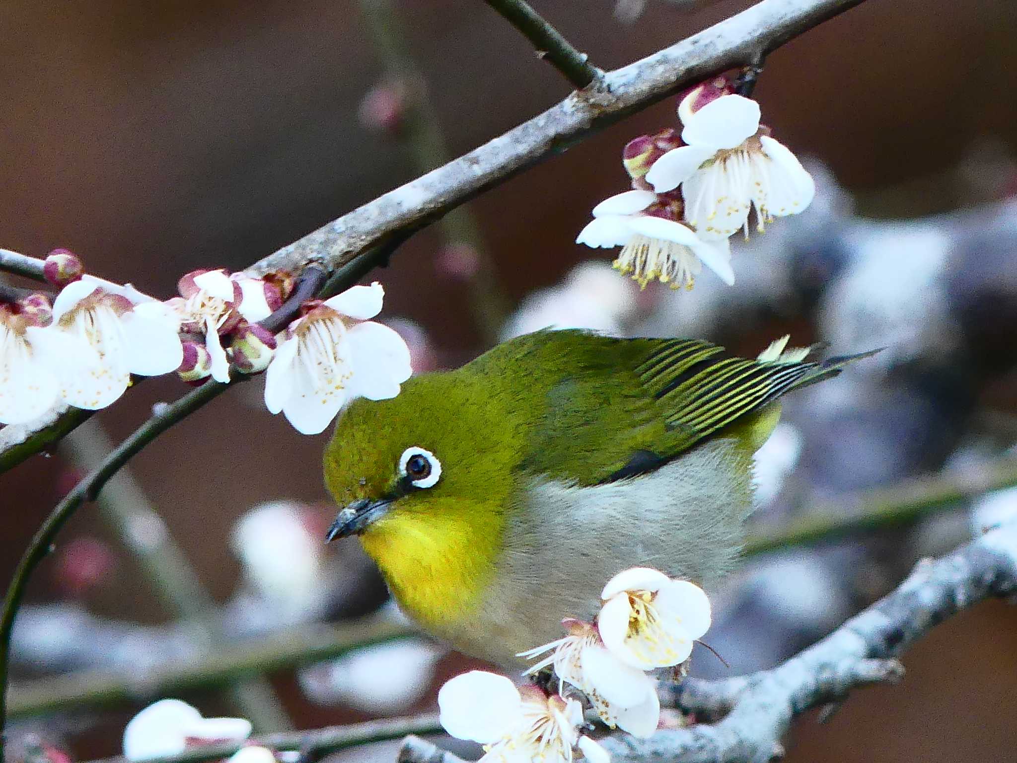 嵐山町 メジロの写真 by kuri-kuri