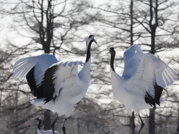 タンチョウ 鳥居村 2017年1月7日(土)