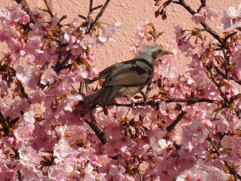 2021年2月20日(土) 芝川の野鳥観察記録