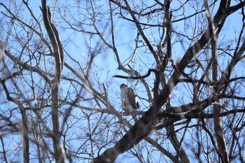 2021年2月20日(土) オオタカの森の野鳥観察記録