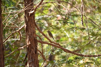 ルリビタキ オオタカの森 2021年2月20日(土)