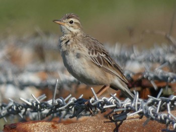 Richard's Pipit Yoron Island Sat, 2/20/2021