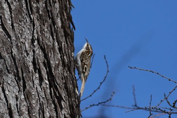 2021年2月19日(金) 戦場ヶ原の野鳥観察記録