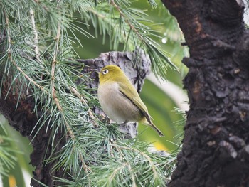 Warbling White-eye 墨田区 Mon, 1/9/2017