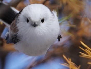 Long-tailed tit(japonicus) Asahiyama Memorial Park Wed, 12/2/2020