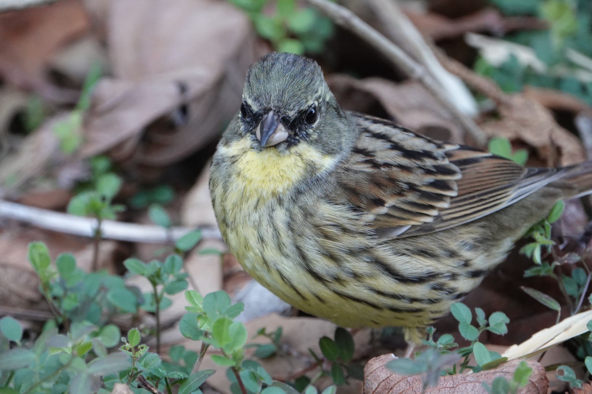 Photo of Masked Bunting at Kasai Rinkai Park by ひじり