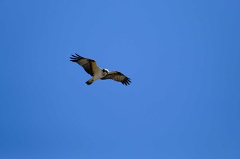 Osprey Kasai Rinkai Park Sat, 2/20/2021