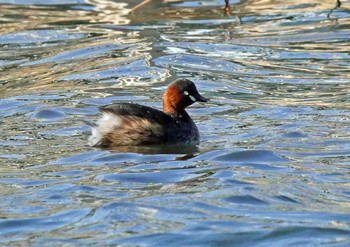 カイツブリ 浜名湖 2021年2月20日(土)