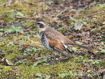 Dusky Thrush 隅田公園 Mon, 1/9/2017