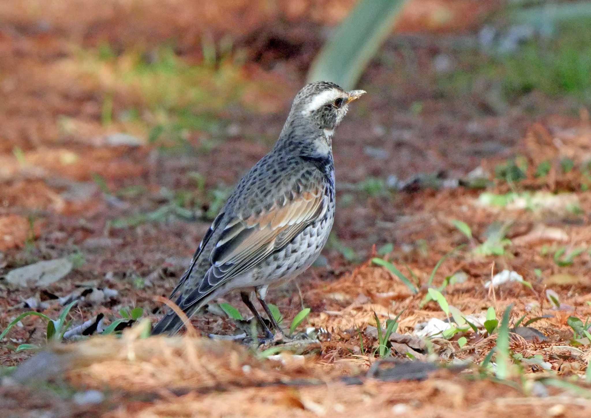 Photo of Dusky Thrush at 浜名湖 by Chacoder