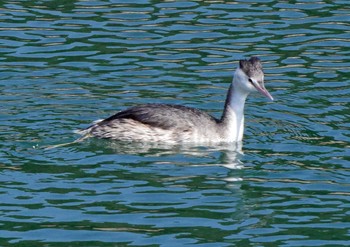 カンムリカイツブリ 浜名湖 2021年2月20日(土)