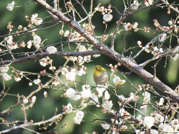 Warbling White-eye 隅田公園 Mon, 1/9/2017