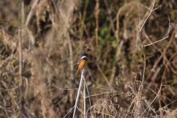 ジョウビタキ 多摩川二ヶ領宿河原堰 2021年2月20日(土)