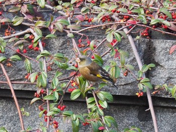 Grey-capped Greenfinch 東京スカイツリータウン Mon, 1/9/2017