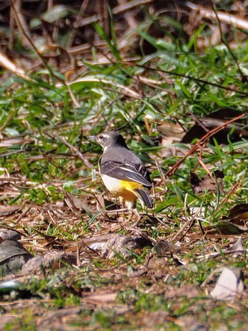 Sat, 2/20/2021 Birding report at Higashitakane Forest park