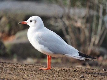 ユリカモメ 隅田公園 2017年1月9日(月)