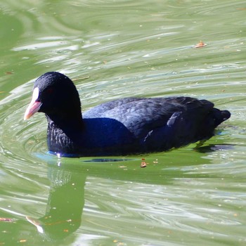 オオバン 井の頭恩賜公園 撮影日未設定