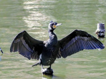 カワウ 井の頭恩賜公園 撮影日未設定