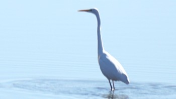 ダイサギ 芝川第一調節池(芝川貯水池) 2021年2月20日(土)