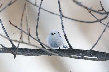 シマエナガ 野付牛公園 2017年1月8日(日)