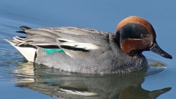 コガモ 芝川第一調節池(芝川貯水池) 2021年2月20日(土)