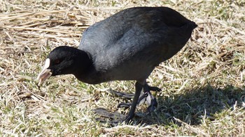 オオバン 芝川第一調節池(芝川貯水池) 2021年2月20日(土)