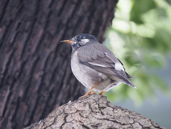 White-cheeked Starling 隅田公園 Mon, 1/9/2017