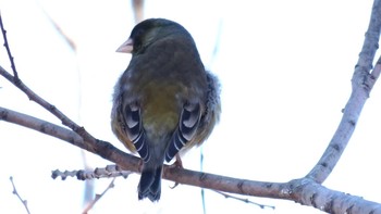 カワラヒワ 芝川第一調節池(芝川貯水池) 2021年2月20日(土)