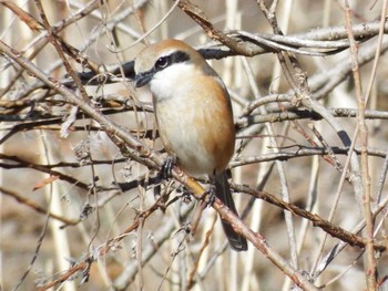 2021年2月20日(土) 21世紀の森と広場(千葉県松戸市)の野鳥観察記録