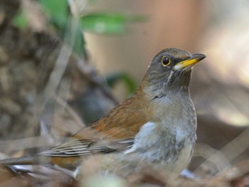 シロハラ 大井ふ頭中央海浜公園(なぎさの森) 2021年2月20日(土)