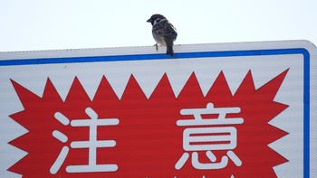 2021年2月20日(土) 芝川第一調節池(芝川貯水池)の野鳥観察記録