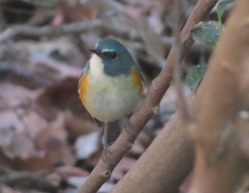Sat, 2/20/2021 Birding report at 泉の森公園