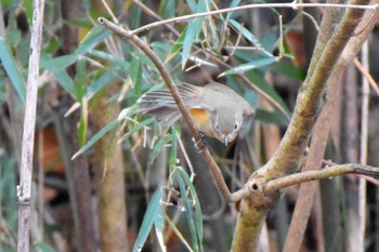 Red-flanked Bluetail Mine Park Mon, 1/9/2017