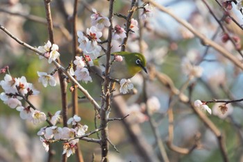 メジロ 嵯峨野 2021年2月20日(土)